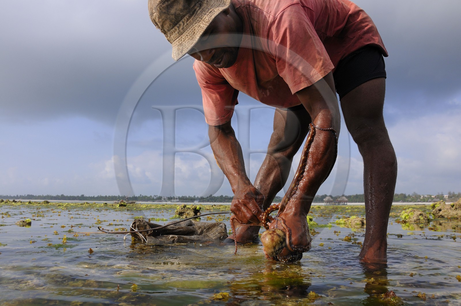 Tanzanie, archipel de Zanzibar, île de Unguja (Zanzibar), côte Sud-Est, Bwejuu, pêche à pied de poulpes sur le récif coralien à marée basse