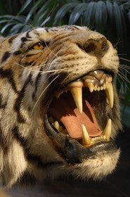 France, Paris, the taxidermist Deyrolle in the rue du bac