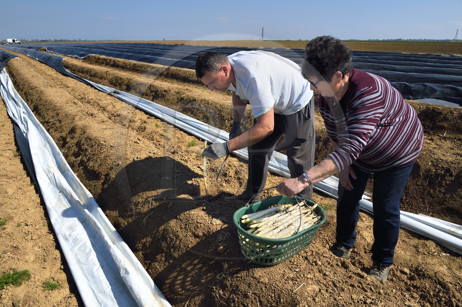 France, Bas-Rhin (67), Fessenheim-Le-Bas, récolte d'asperges blanches dans un champ de la Ferme Weckel