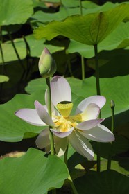 France, Herault, Montpellier, the Jardin des Plantes (botanical garden), Lotus of India (Nelumbo nucifera gaertner)