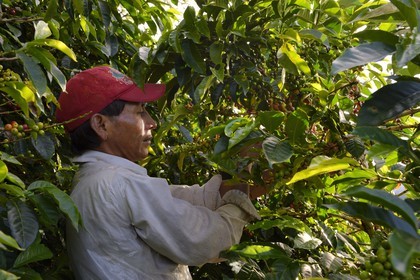 Panama, Chiriqui province, Boquete, Coffee Plantation Finca Lerida, coffee beans harvesting by a Native American Nägbe