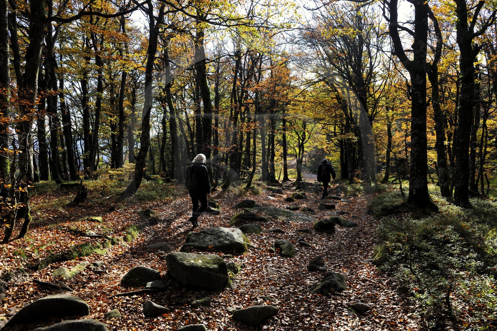 France, Haut-Rhin (68), la route des Crêtes, réserve naturelle de Tanet-Gazon-du-Faing,  randonneurs sur le chemin passant sur l'ancienne frontière franco-allemande