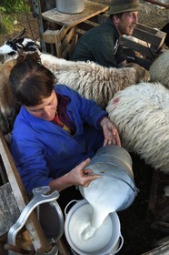 France, Alpes-Maritimes, Roya Valley (Nice hinterland), at the foot of the Mercantour National Park, Tende, Casterino in the Casterine valley, sheep hand milking in pastures by shepherds Celine and  Georges Giordano