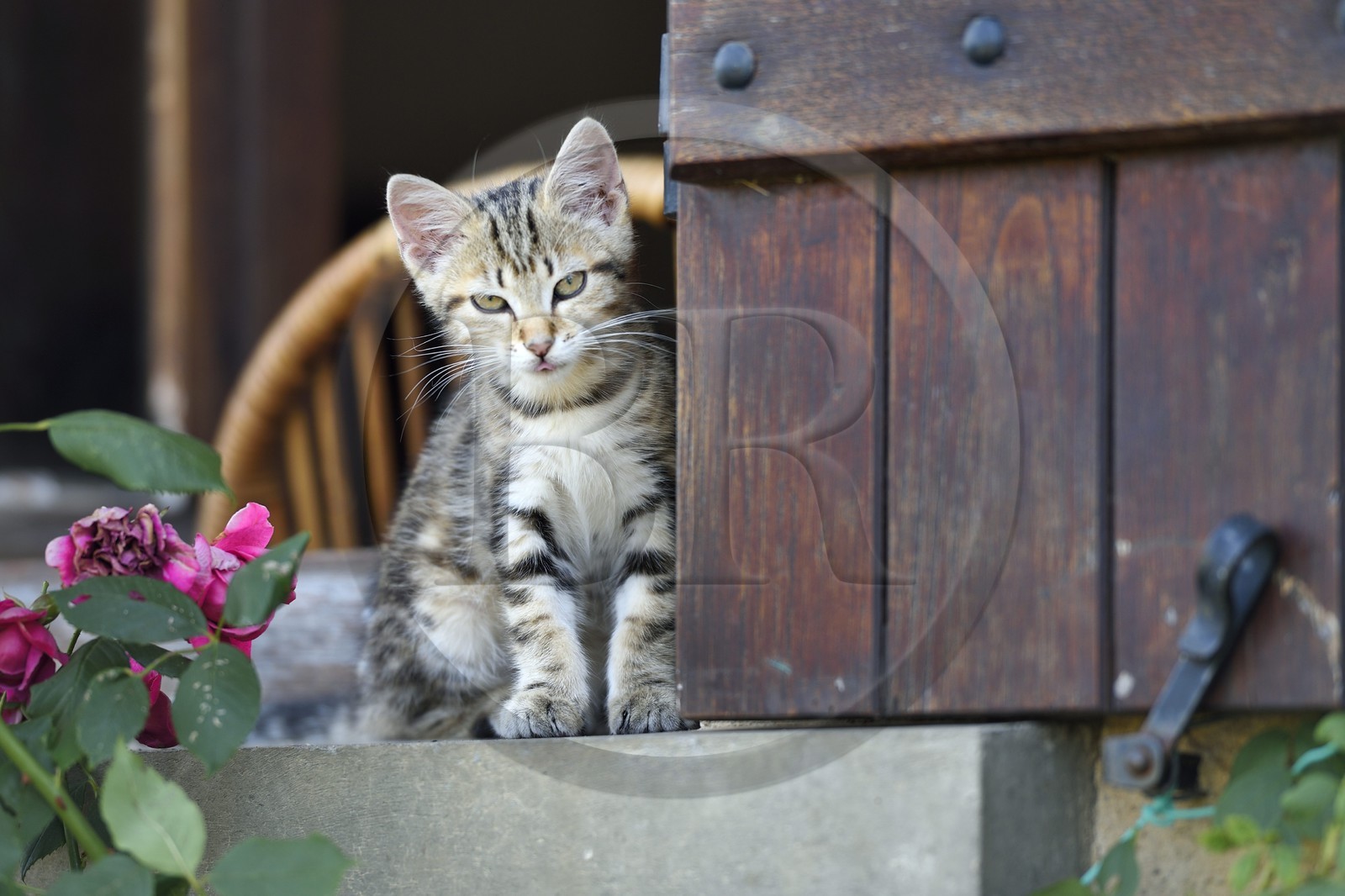 France, Dordogne (24), Jumilhac-le-Grand, chaton