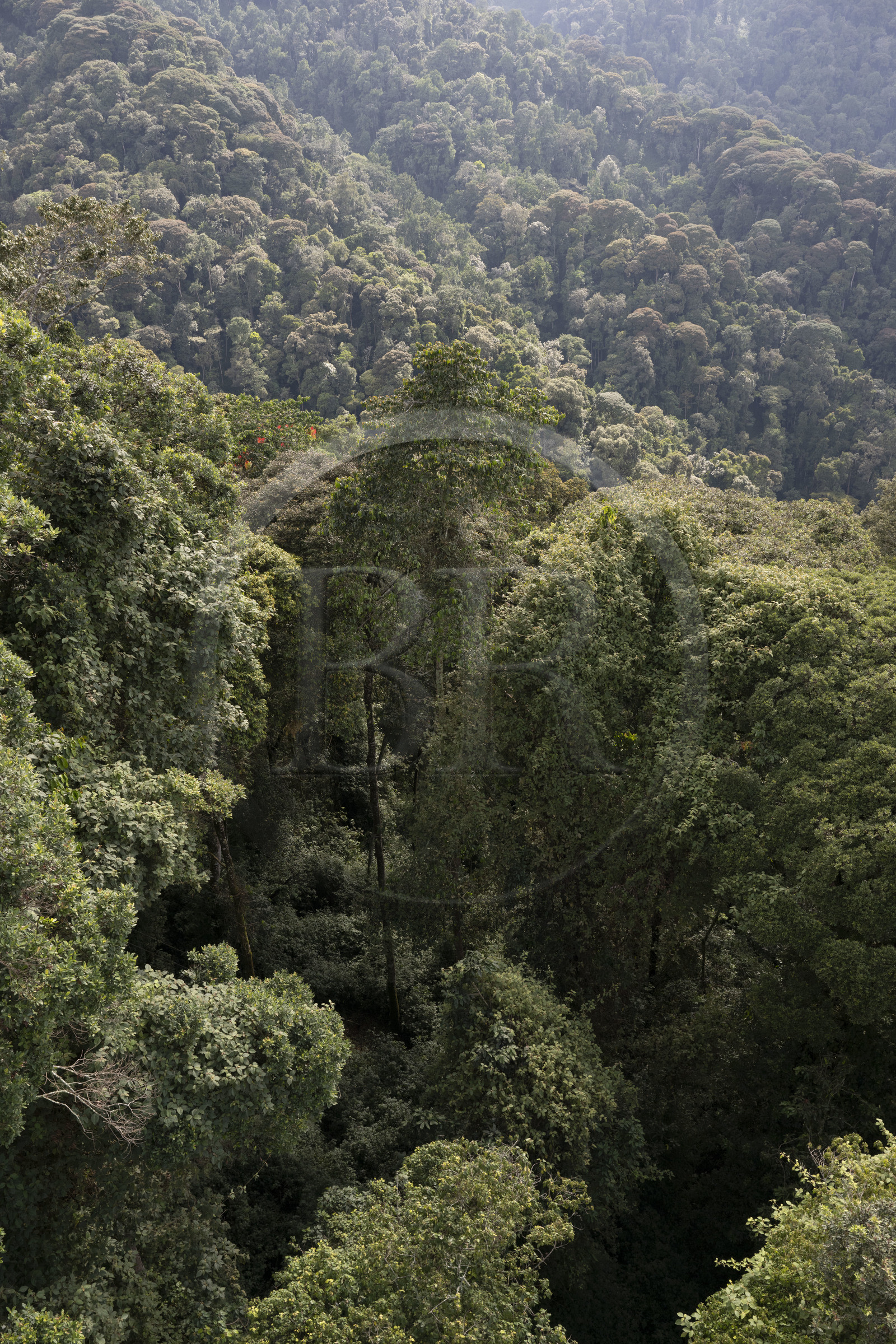 Rwanda, Province de l’Ouest, Colline Ibanda à Uwinka, Parc national de Nyungwe, la canopé vue depuis le Canopy walkway dans la forêt tropicale