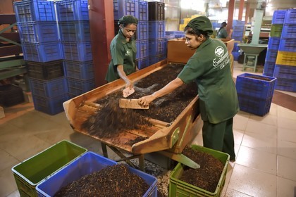Sri Lanka, center province, Kandy, Pilimathalawa, Embilmeegama Tea Factory, sieving tea