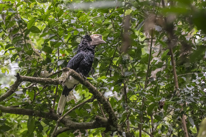Rwanda, Province de l’Ouest, Nyakabuye, Parc national de Nyungwe, forêt tropicale humide naturelle de Cyamudongo, Calao à joues grises (Bycanistes subcylindricus)