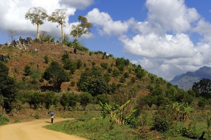 Tanzanie, région de Morogoro, les Monts Uluguru, piéton au parapluie sur la piste de Matombo