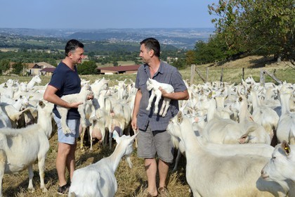 France, Loire (42), Parc Naturel Régional du Pilat, Pélussin, production par le GAEC de la Cabriole du fromage de chèvre Rigotte de Condrieu AOC, le troupeau de chèvres de Claude et André Boucher