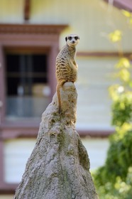 France, Haut Rhin, Mulhouse, botanical and zoological park, meerkat (Suricata suricatta)