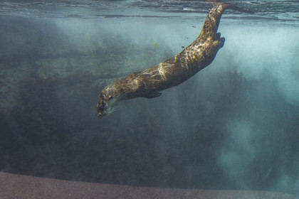 France, Finistère, Brest, Océanopolis, museum of the sea, Eurasian otter (Lutra lutra)