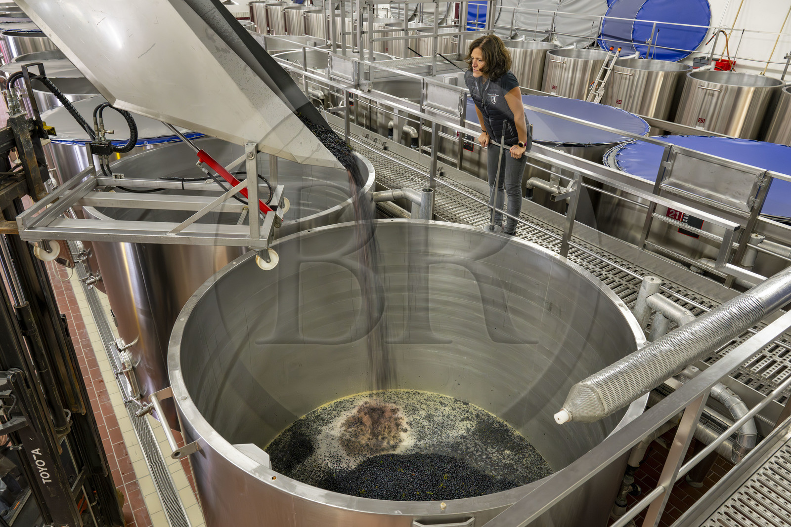 France, Côte-d'Or (21), les climats de Bourgogne classés Patrimoine Mondial de l'UNESCO, Beaune, Cuverie des Hospices de Beaune, mise en cuves thermorégulées du raisin après le tri et l'éraflage sous le controle actif de la régisseur et vinificatrice des Hospices de Beaune Ludivine Griveau