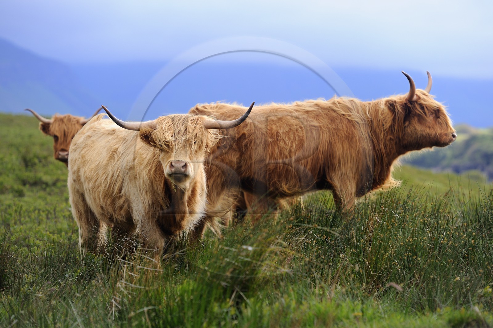 Royaume-Uni, Ecosse, Highland, Hébrides intérieures, Ile de Mull, vaches de race Highland