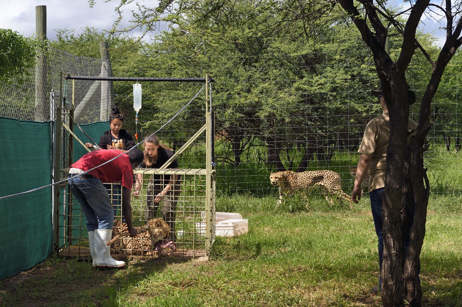Namibie, Otjiwarongo, Cheetah Conservation Fund, centre de recherche et d'éducation, administration de fluides sous-cutanés 3 fois par semaine au guépard (Acinonyx jubatus) appelé Mendel et souffrant d'insuffisance rénale chronique