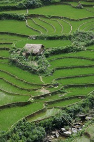 Vietnam, Lao Cai province, North-West Sapa district, rice plantations in terraces