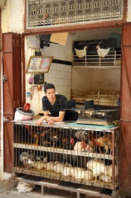 Maroc, Moyen Atlas, Fès, ville impériale, médina classée Patrimoine Mondial de l'UNESCO, Fès el Bali, vendeur de poules et de coqs vivants dans son échope
