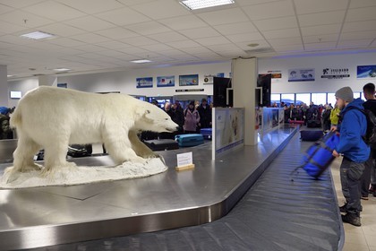 Norvège, Svalbard, Spitzberg, Longyearbyen, ours blanc polaire (Ursus maritimus) empaillé à l'arrivé des bagages de l'aéroport