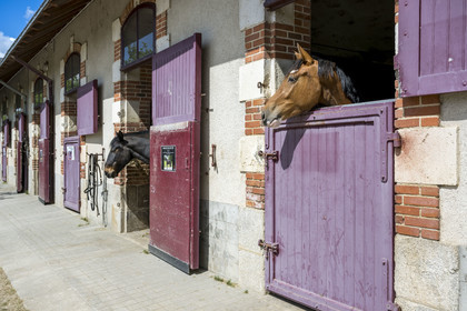 France, Vendee, La Roche-sur-Yon, stallion in the stables of the Haras de la Vendée, former national stud farm designed by Joseph Mallet (1846)