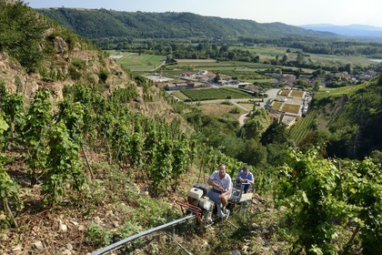France, Rhone, Parc Naturel Regional du Pilat (Natural Regional Park of Pilat), Ampuis, Cote Rotie AOC vineyards from the Gilles Barge domain overlooking the Rhone Valley, rack and pinion monorail unique in France for the grape harvest on these extremely steep land
