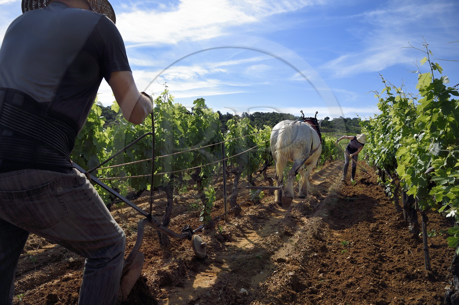 France, Var (83), Presqu'Ile de Saint-Tropez, Gassin, domaine de la Rouillère, Jean-Louis et Christine Calla décavaillonnent une parcelle de vigne avec leur jument percheronne et une charrue