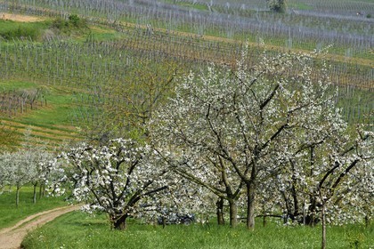 France, Bas Rhin, the Alsace Wine Route, Westhoffen, cherry blossoms and vineyard in April