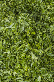 Rwanda, Province de l’Ouest, Gisuma, plantation de thé, feuilles de thé fraichement cueillies