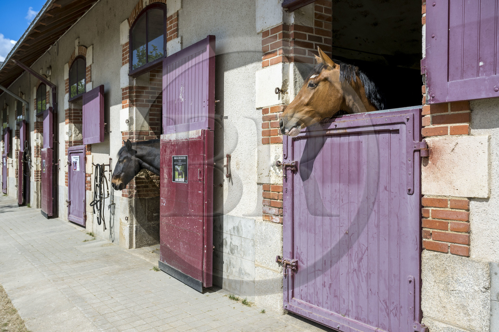 France, Vendée (85), La Roche-sur-Yon, étalon dans les écuries du Haras de la Vendée ancien haras national conçu par Joseph Mallet (1846)
