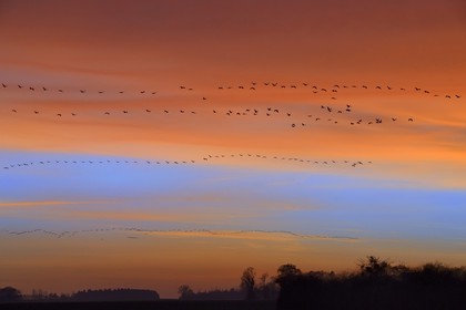 France, Indre, Berry, Parc Naturel Regional de la Brenne (Natural Regional Park of La Brenne), Rosnay, Red Sea pond (etang de la Mer Rouge), Common Crane (Grus grus), flight at sunset