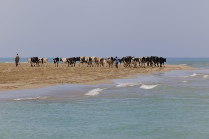 Maroc, région de l'Oriental, troupeau de vaches longeant la mer