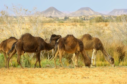 Egypte, Basse-Egypte, désert libyque, oasis de Bahariya (Bahareyya), élevage de dromadaires