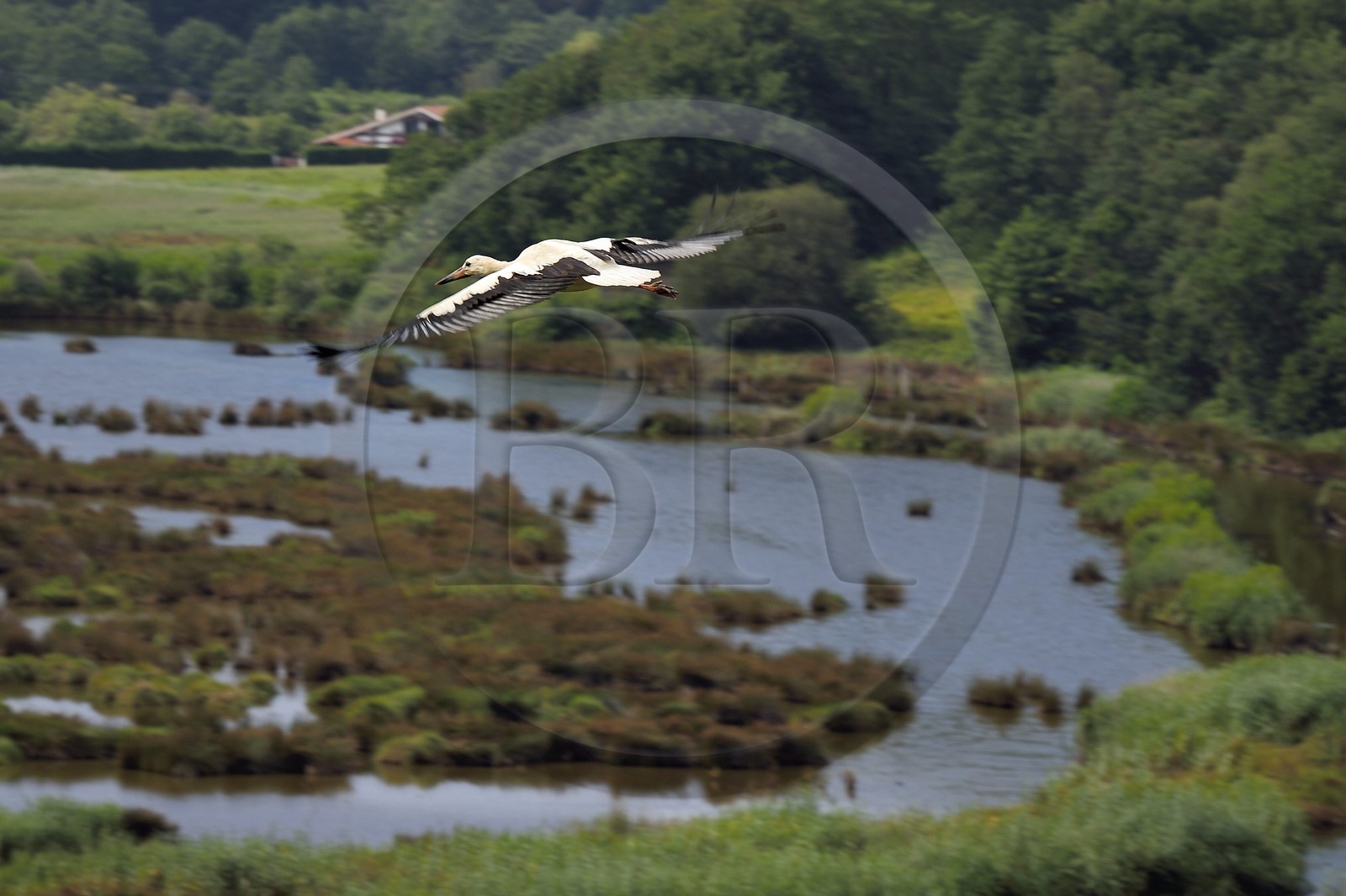 Espagne, Pays basque espagnol, Biscaye, région de Gernika-Lumo, Réserve de biosphère d'Urdaibai, Urdaibai Bird Center, vol d'une cigogne blanche (Ciconia ciconia) au dessus du marais
