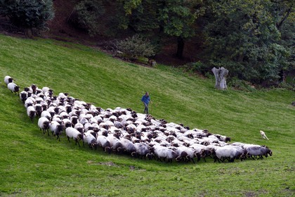 France, Pyrénées-Atlantiques (64), Pays-Basque, vallée des Aldudes, Urepel, l'éleveur de brebis manech tête noire Jean-Bernard Etchebarren