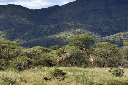 Namibie, région de Khomas, nord de Windhoek, Okapuka Ranch, girafes (Giraffa camelopardalis) et phacochères (Phacochoerus africanus)