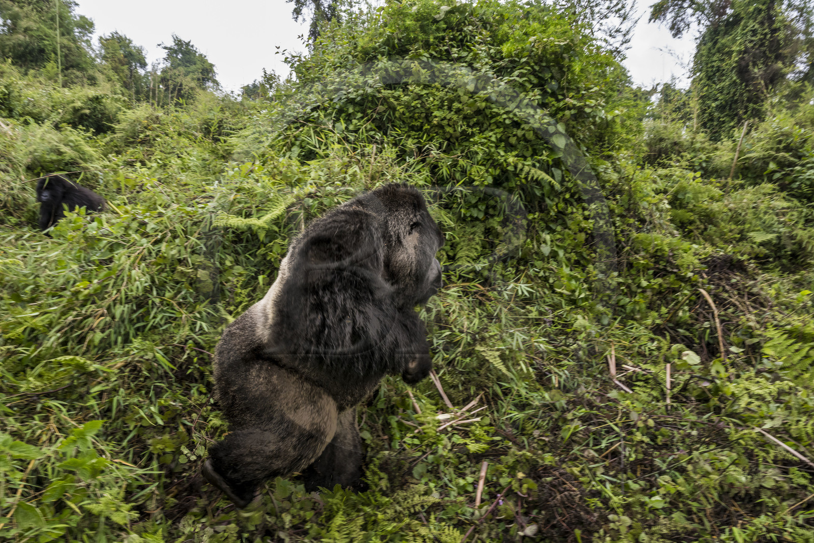 Rwanda, Province du Nord, Parc National des Volcans dans la chaine des Monts Virunga, mont Karisimbi, gorille des montagnes (Gorilla beringei beringei), dos argenté (silverback) nommé Impuzamahanga qui est le male dominant du groupe Susa
