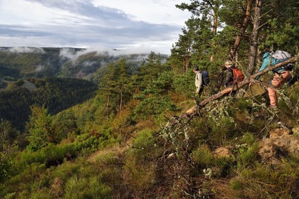 France, Ardeche, parc naturel regional des Monts d'Ardeche (Regional natural reserve of the Mounts of Ardeche), Mezenc Massif, Lac d'Issarles forest, hikers at the top of Montchamp overlooking the Loire Valley