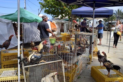 France, Ile de la Reunion, Saint-Pierre, le marché du samedi, les étals de volailles
