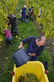 France, Bas Rhin, the Alsace Wine Route, Mittelbergheim, labelled Les Plus Beaux Villages de France (The Most Beautiful Villages of France), handpicking the field of Wittmann