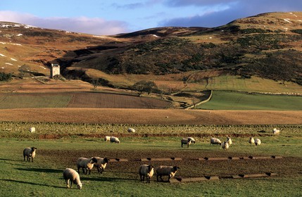 Royaume-Uni, Ecosse, région des Borders, Selkirkshire, Ettrickbridge, tour fortifiée du 15ème siècle au fond