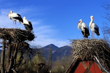 France, Haut Rhin, the Alsace Wine Route, Hunawihr village, labelled Les Plus Beaux Villages de France (The Most Beautiful Villages of France), centre of reintroduction of storks in Alsace region