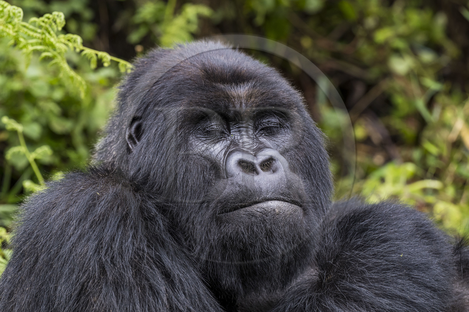 Rwanda, Province du Nord, Parc National des Volcans dans la chaine des Monts Virunga, mont Karisimbi, gorille des montagnes (Gorilla beringei beringei) du groupe Susa, male appelé dos argenté (silverback)