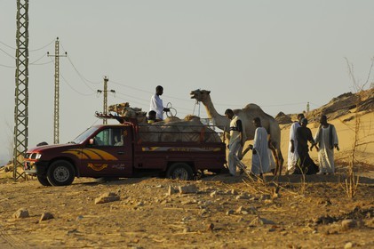 Egypt, Upper Egypt, Nubia, Nile Valley, Aswan, west bank, dromedary on a pick up