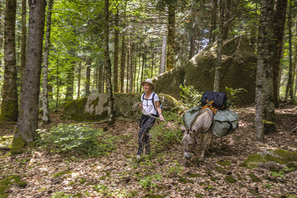 France, Lozere, Saint-Flour-de-Mercoire, Margeride forests, hiking with a donkey on the Stevenson trail (GR 70) and on the trail of Las fados (fairy in Occitan)