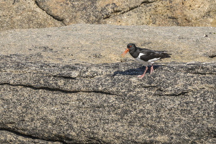 France, Finistère, Abers Country (Pays des Abers), Ile Vierge (Virgin Island) in the Lilia archipelago, oystercatcher (Haematopus ostralegus)
