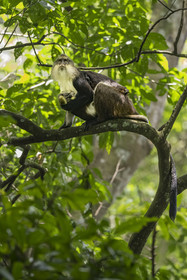 Rwanda, Province de l’Ouest, Nyakabuye, Parc national de Nyungwe, forêt tropicale humide naturelle de Cyamudongo, Cercopithèque de Dent (Cercopithecus denti) femelle avec son petit