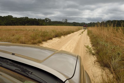 Gabon, province de Ogooué- Maritime, Omboué, région du Loango, pick-up sur une piste de savane