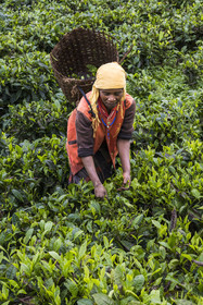 Rwanda, Province de l’Ouest, Nyakabuye, cueillette du thé dans une plantation de thé