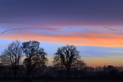 France, Indre, Berry, Parc Naturel Regional de la Brenne (Natural Regional Park of La Brenne), Rosnay, Red Sea pond (etang de la Mer Rouge), Common Crane (Grus grus), flight at sunset