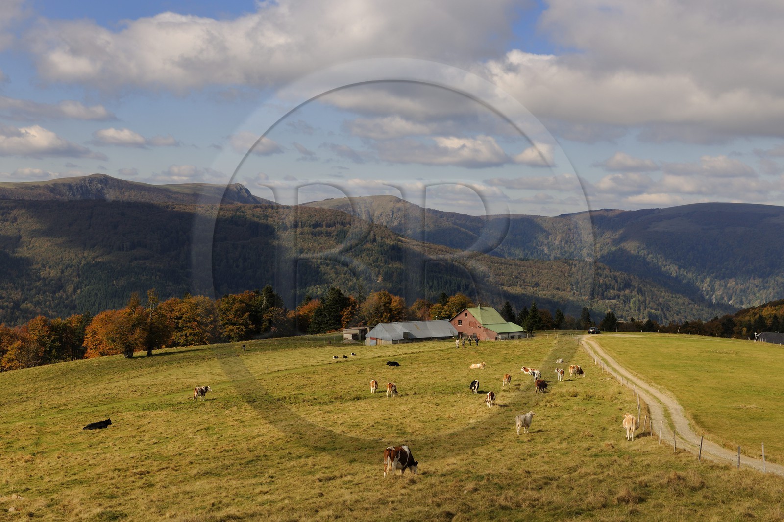 France, Haut-Rhin (68), la route des Crêtes, vue vers le Hohneck à la hauteur du col d'Hahnenbrunnen
