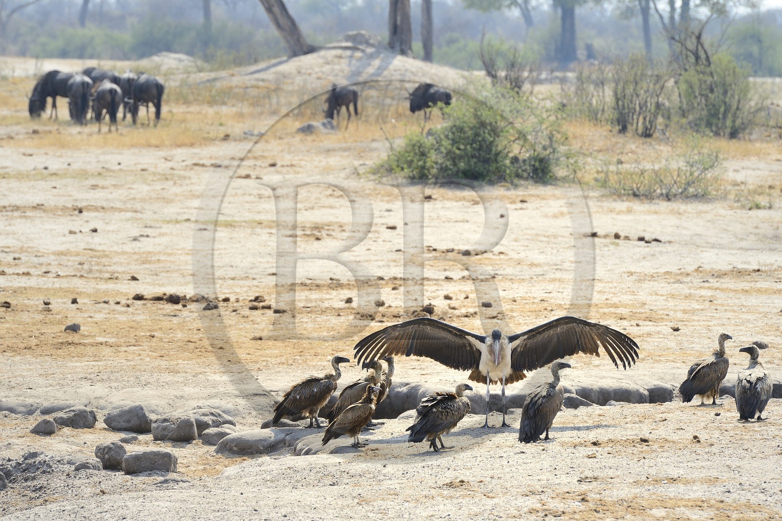 Zimbabwe, province de Matabeleland septentrional, parc national Hwange, vautour africain (gyps africanus), une mère et ses petits