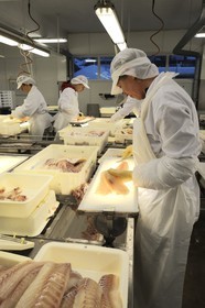 Norvège, Nordland, iles des Westeralen, village de Myre, usine de transformation du cabillaud skrei en filet